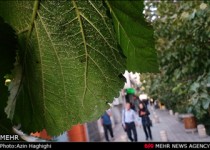 حمله مگس‌های سفید در ایران