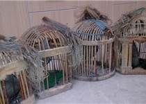 کشف محموله 70 قطعه‌ای پرنده مینا در زاهدان