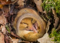 خواب ناز حیوانات