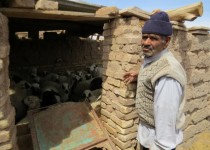 نگهداری دام در همسایگی خانه های مردم