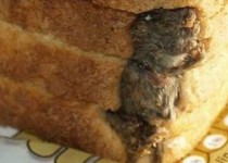 خوارکی هایی با پروتئین های اضافه!/ وقتی موش و عقرب هم در سبد غذایی مردم قرار گرفت