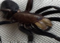 بزرگترین عنکبوت کشف شده