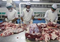 کاهش آمار مبتلایان به تب مالت انسانی در سیستان و بلوچستان