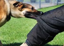 بیماری هاری منجر به فوت چهار شهروند سیستان وبلوچستانی شد