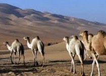 عرضه دام زنده تهدیدی برای سلامت عموم / عامل انتقال ویروس کرونا از شتربه انسان اثبات نشده است