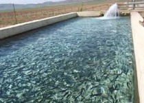 وقتی خواستن، توانستن است در عمل ثابت می شود/ ازصرفه جویی در مصرف آب تا تحقق اقتصاد مقاومتی با پرورش ماهی