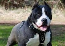 سگی به صاحبش با تفنگ شلیک کرد!