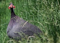 موجودی شگفت انگیز که جوان علاقه مند را میلیاردر کرد