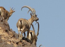 باز هم روایت تلخ شکار غیر مجاز/ شکارچیانی که به اسم معدن کار به غارت سیاه‌کوه مشغولند