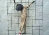 داعش، گربه را اعدام کرد!+عکس