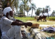 خرما هم به سرنوشت سیب‌زمینی دچار شد!/ پشت پرده دفن محصولات کشاورزی چیست؟