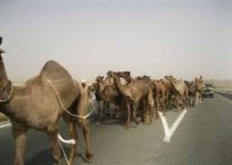 قاچاقچی شترهای غیربومی در زاهدان به دام افتاد/ متخلف 50 میلیون ریال جریمه شد