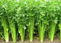 کرفس، سلطان سبزیجات