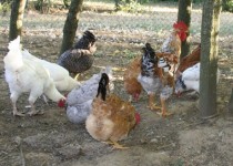 پشتکار جوان سراوانی جلوه ای از اقتصاد مقاومتی را به نمایش گذاشت/ از پرورش مرغ بومی تا پرورش ماهی در شهرستان سوران