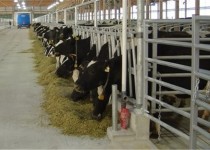 زنگ هشدار بیماری تب برفکی به صدا درآمد/ از خرید و فروش غیر ضروری دام خودداری کنید