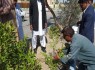 گزارش تصویری کاشت نهال توسط مسئولین بخش لاشار به مناسبت هفته منابع طبیعی