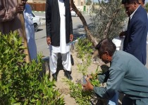 کاشت نهال درخت اکالیپتوس توسط دانش آموزان دلگانی+ تصاویر