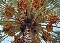 زائران راهیان نور با خرید سوغات محلی به اشتغال خوزستان کمک می‌کنند