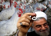 تیر خلاص دولت برای مرغداران با ورود مرغ منجمد به بازار/ مرغداران منتظر پایان بی تدبیری!