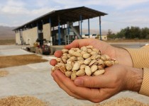 خشکسالی و کم آبی مانع تولید نشد/ برداشت بیش از 3هزار تن پسته از باغات زاهدان