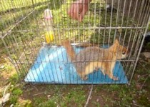 سنجاب ها، قاچاقچیان حیوان در زاهدان را به دام انداختند/ متخلفان تحویل مراجع قضایی شدند