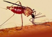 مالاریا، ارمغانی از ورود اتباع بیگانه غیرمجاز به کشور/ طرح بیماریابی در تمام مناطق اجرا می شود