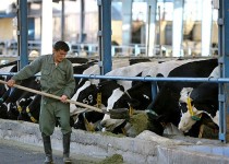 زاهدان قطب دامپروری سيستان و بلوچستان است/ سالانه280 کیلو عسل روانه بازار مصرف می شود