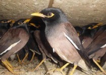 قاچاقچی پرنده در دام مامورین محیط زیست/ محموله 80 قطعه ای مینا در زاهدان توقیف شد