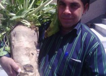 برداشت ترب 7 کیلویی در زاهدان/ هیچ کُودی استفاده نشد