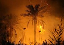 سرمایه نخل کاران سراوان همچنان قربانی بی احتیاطی ها/ حریق 5 هزار نخل در یک سال