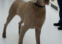 لاکپشت نینجا از داخل شکم یک سگ بیرون آمد +تصاویر