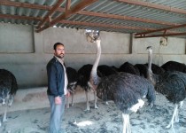 کارآفرینان بسیجی فرامین رهبری را محقق کردند/ از گلایه کارآفرین زاهدانی تا اشتغالزایی برای 11نفر