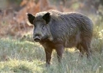 حمله گرازها به یک روستا در نیکشهر/ ۶ نفر از اهالی هیچان زخمی شدند