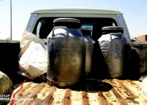 حل شدن مشکل دامداران به قیمت مفت خری!/ دامداران: بیش از نیم تن شیر فاسد شده است