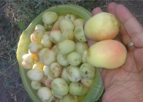 نوبرانه ترین زردآلوی کشور از زاهدان وارد بازار شد/ برداشت 14 تن محصول در هر هکتار