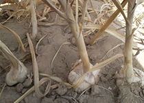 دل سیر چینی ها از سیرهای صادراتی به ایران