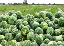 شعله کشیدن آتش ایران هراسی از سوراخ هندوانه ها