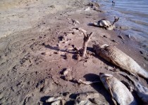 مرگ با رایحه فاضلاب/ تشییع هزاران قطعه ماهی در رودخانه هیرمند + عکس