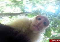 سلفی‌هایی که یک میمون با دوستانش گرفت+تصاویر