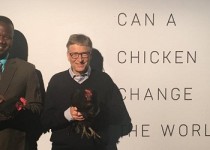 پرورش مرغ بومي؛ از اقتصاد مقاومتي بسيج تا انقلاب مرغي بيل گيتس