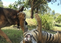 دوستی جالب ببر و سگ