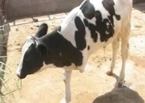 تصاویری قدیمی از هنرمندان مشهور ایرانی+10عکس