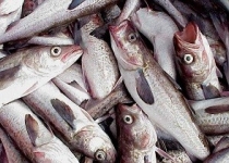 ایران پرچم دار تولید قزل آلا در دنیا/ افزایش 8 درصدی صید در آب های فراساحلی