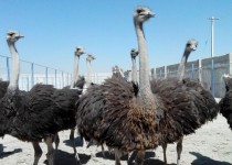 تجلی اقتصادمقاومتی با پرورش شترمرغ در زاهدان/ کارآفرینان از نبود کشتارگاه و عدم حمایت دولت رنج می برند