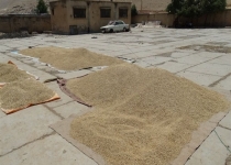 اوضاع "اسف‌بار" مدرسه‌ای که تبدیل به "آخور" گوسفندان شد+تصاویر