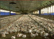 مافیای 25 ساله مرغ زاهدان در اختیار 10 نفر/ هرجا پای منافع در میان باشد قدرت فاسد شکل می گیرد