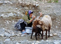 هشدار نسبت به شیوع تب مالت در تابستان/ افزایش بیماری هزار چهره با مصرف فرآورده های لبنی محلی