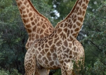 عکسی که کاربران را هیپنوتیزم کرد