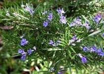 تقویت خط دفاعی بدن در دستان رزماری/از سرطان پیشگیری کنید