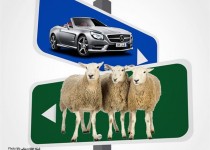 از واردات کالاهای تجملاتی تا صادرات گوسفند و پفک!